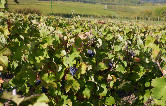 Les vignes de Champagne.