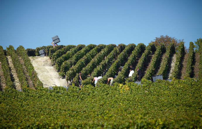 Un paysage de Champagne.