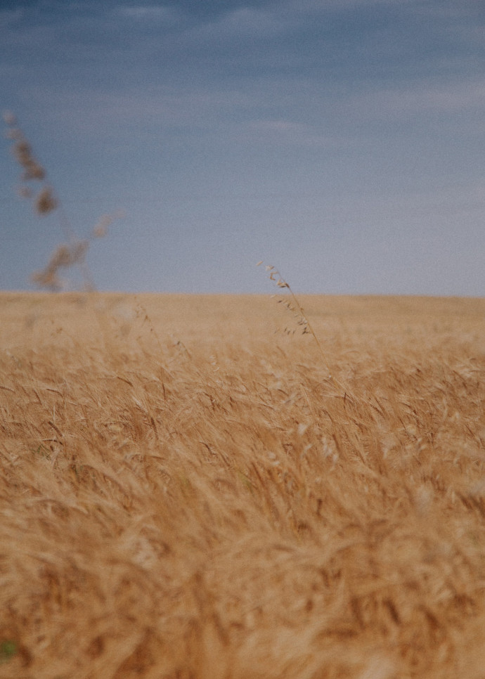 Au commencement, il y a… le blé. Et en l’occurrence, des variétés et des techniques agricoles anciennes.