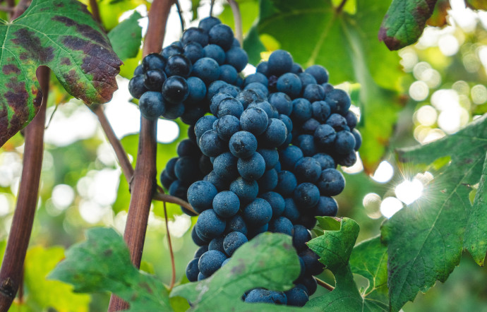 Les plans de nebbiolo donnent le vin de Barolo, dit « le roi des vins, le vin de rois ».