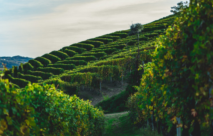 Dans les vignes des Langhe.