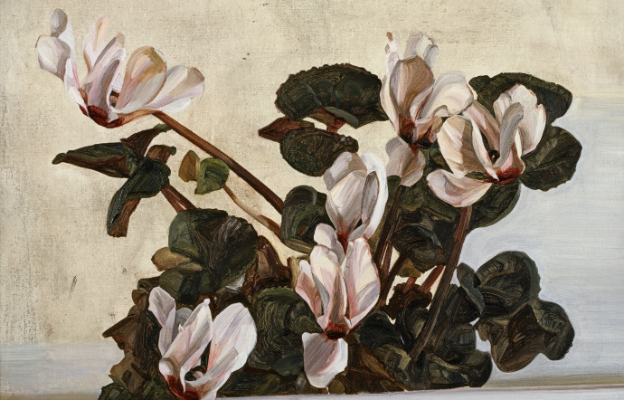 Cyclamen de Lucian Freud, huile sur toile, 1964.