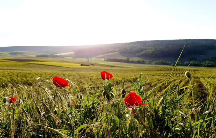 Les paysages de Champagne.
