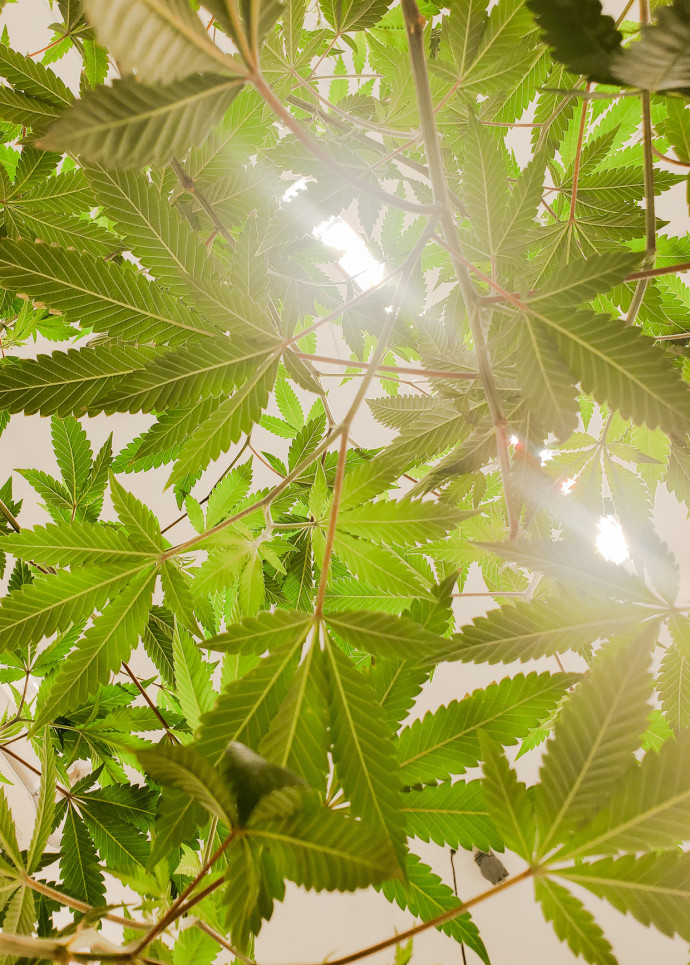 Le CBD, véritable révolution ou tendance marketing ?