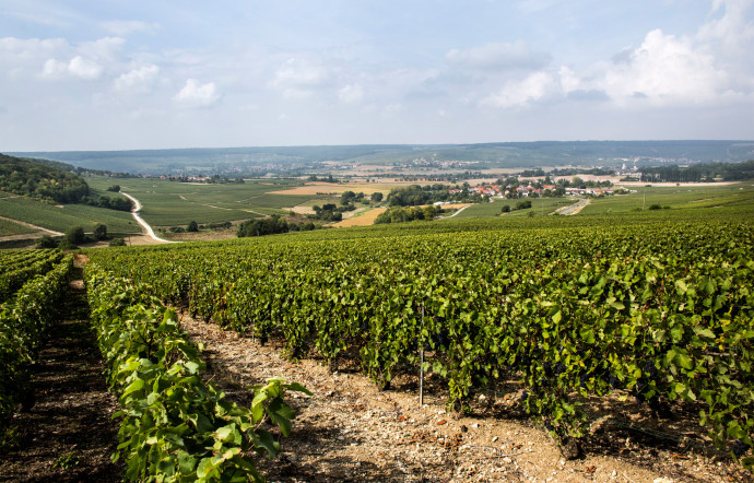 Un paysage de Champagne.