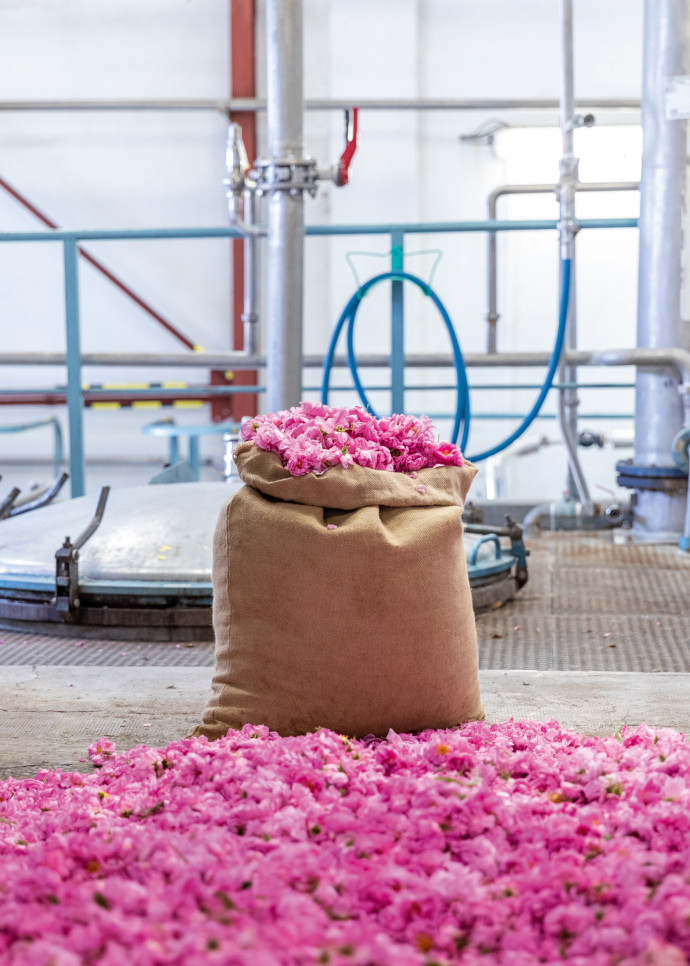 Récolte de la rose pour la marque de parfum Matière Première.
