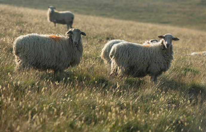 Dans les champs des Pyrénées-Atlantiques.