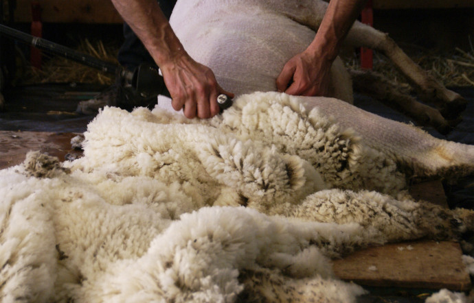 Dans les ateliers de la marque Laines Paysannes, en Ariège.