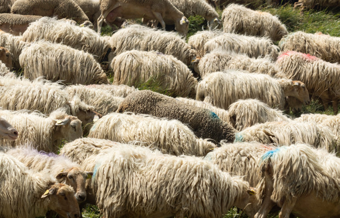 Dans les champs des Pyrénées-Atlantiques.