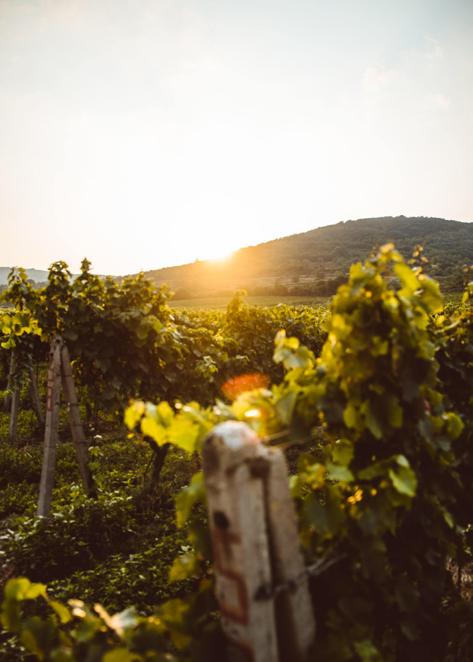 Maxime Renaudin a sorti sa première cuvée en 2018.