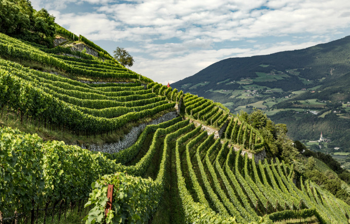 La région du Trentin‑Haut-Adige est composée de vignobles escarpés, au terroir, au climat et à l’histoire riches et métissés, Italie, 2023 - The Good Life
