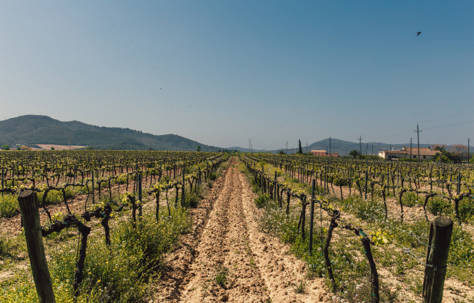 La dénomination d’origine contrôlée (DOC) Trentino regroupe 19 vins de cépages et deux assemblages.