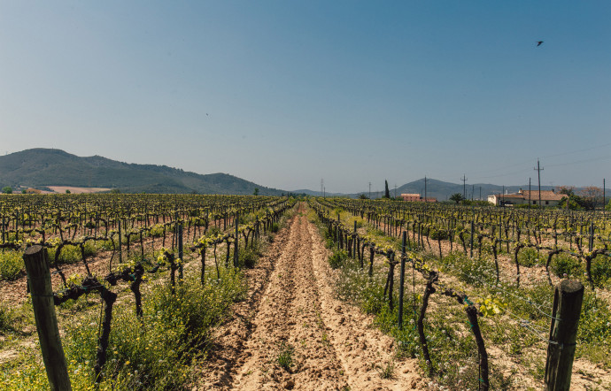 La dénomination d’origine contrôlée (DOC) Trentino regroupe 19 vins de cépages et deux assemblages. 