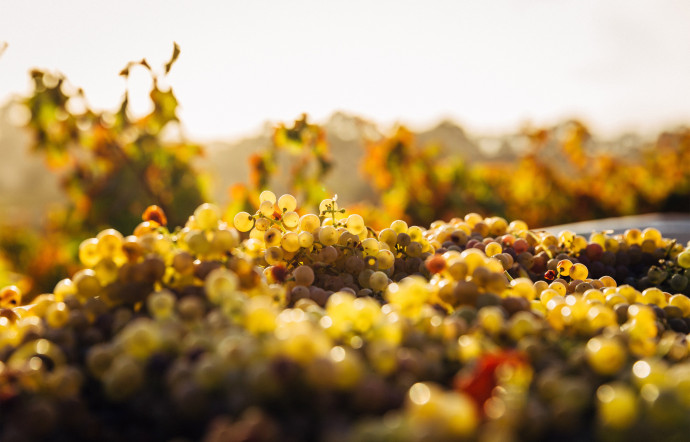 La beauté de ses vignes ne doit pas faire oublier la difficulté de cultiver la vigne dans une région où seulement 15 % des terres sont cultivables.