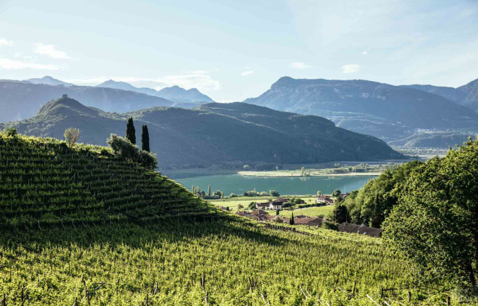 Vue d’une vigne de la région du Trentin-Haut-Adige.