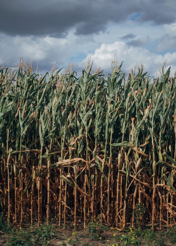 La transition énergétique passe aussi par le recyclage de la bagasse, la fibre de canne à sucre.