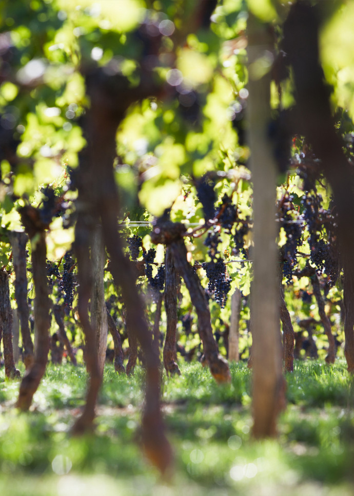 L’appellation Castillon Côtes de Bordeaux définit un vignoble de plus de 200 exploitations, en grande partie familiales.