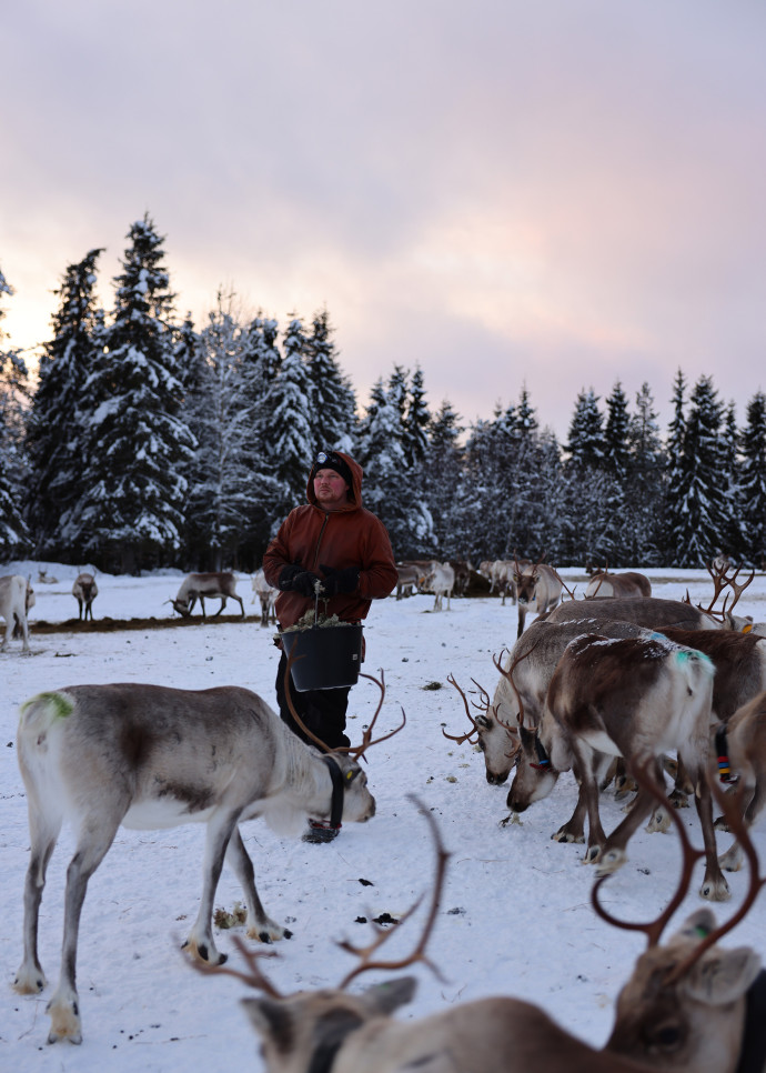 A Lammintupa, un important élevage de rennes en Laponie. Le lichen est une source riche de leur alimentation hivernale.