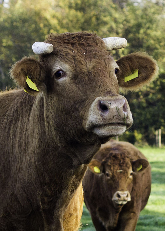 Selon la FAO, l’élevage de bétail est responsable de 14,5% du total des émissions dans le monde.