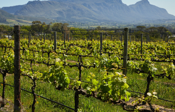 Les vignes de Provence attirent de plus en plus de stars, tentés par l’idée de produire leurs propres vins.