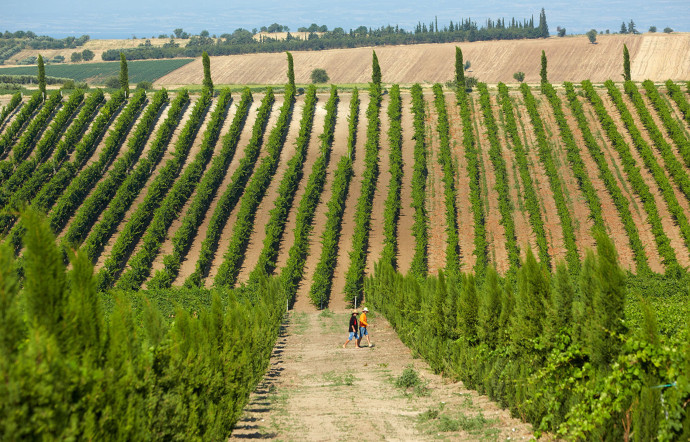 Si la France reste le premier producteur et exportateur de rosé dans le monde, de nombreux autres pays en développent de grande qualité, 2023 - TGL