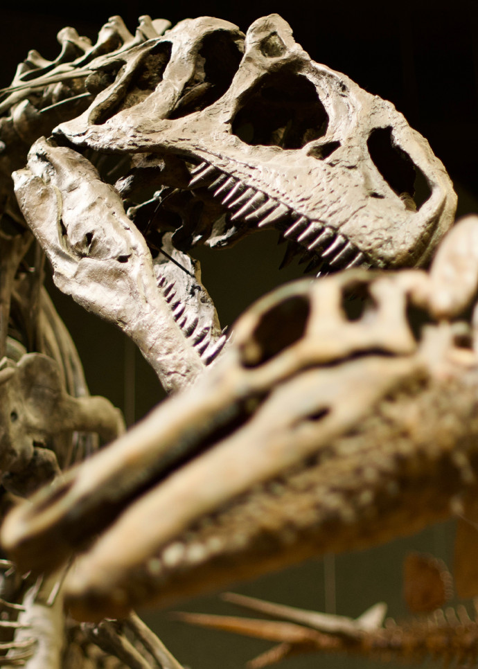 En effet, plusieurs ventes aux enchères aux chiffres astronomiques ont marqué l’histoire du marché des squelettes de dinosaures.