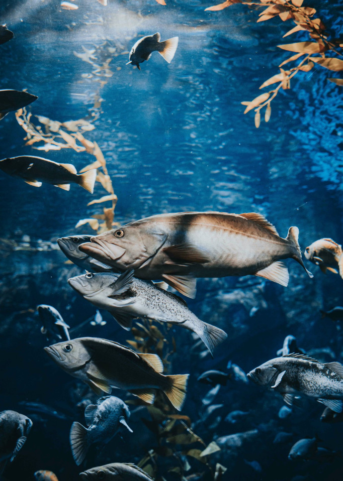 Le saumon est un animal surprenant. Il est à l’aise dans l’eau douce comme dans l’eau salée – une particularité qu’on ne retrouve que chez 1 % des poissons.