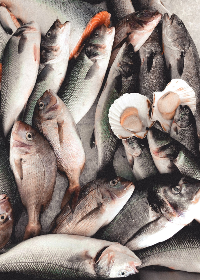 Une autre variété de saumons importée sur place, le coho, offre des résultats plus prometteurs. 