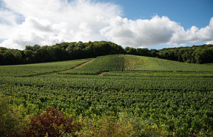Le vignoble Cattier, au cœur de la Montagne de Reims, classé en premiers et grands crus.