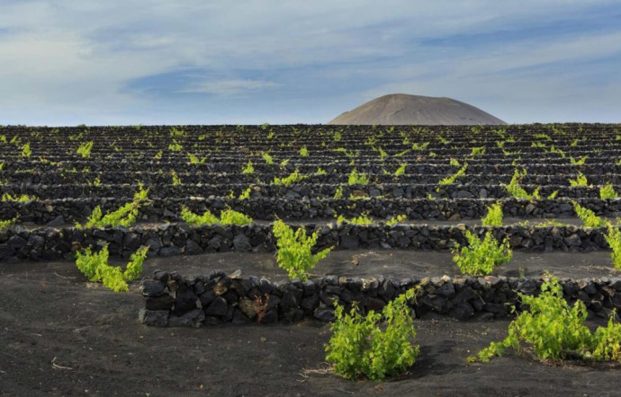 A Lanzarote, la vigne pousse dans un sol recouvert de cendres.