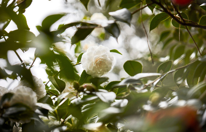 Le Camélia est l'emblème majeur de Chanel en mode comme en joaillerie, et l’un de ses actifs phares en cosmétique, 2024 - TGL