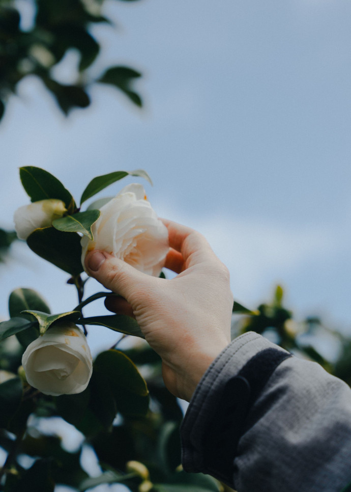 Le Camélia est l’emblème majeur de Chanel en mode comme en joaillerie, et l’un de ses actifs phares en cosmétique, 2024 – TGL