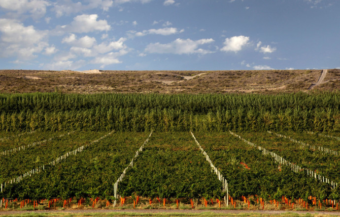 En Patagonie, des viticulteurs patagons ont su développer, en seulement trente ans, le potentiel de ces grappes noires millénaires, 2024 - TGL