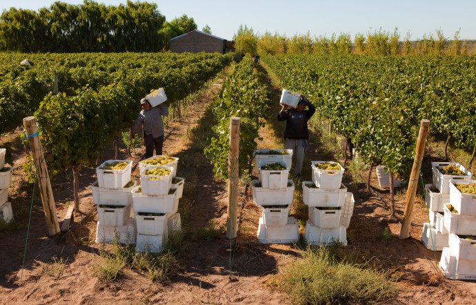 En Patagonie, des viticulteurs patagons ont su développer, en seulement trente ans, le potentiel de ces grappes noires millénaires, 2024 – TGL