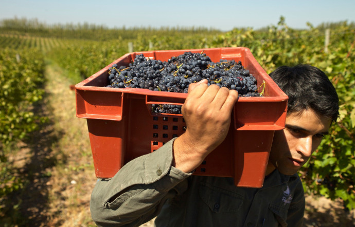 En Patagonie, des viticulteurs patagons ont su développer, en seulement trente ans, le potentiel de ces grappes noires millénaires, 2024 – TGL