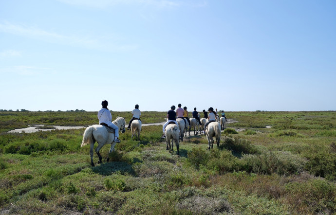 La Camargue se découvre à cheval.