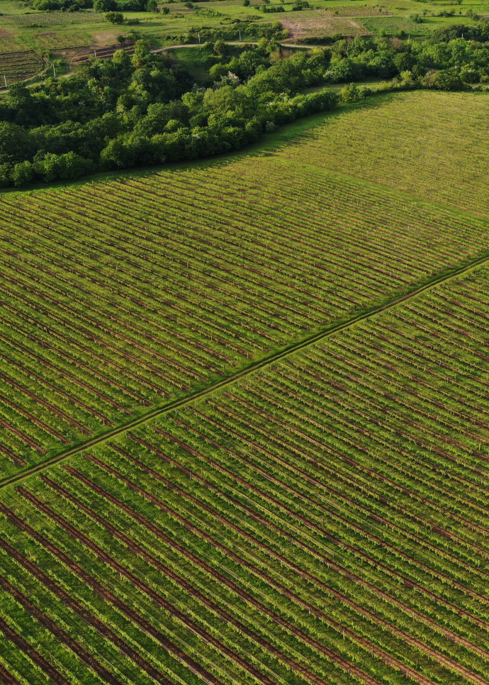 Les vignes du château Zegaani.