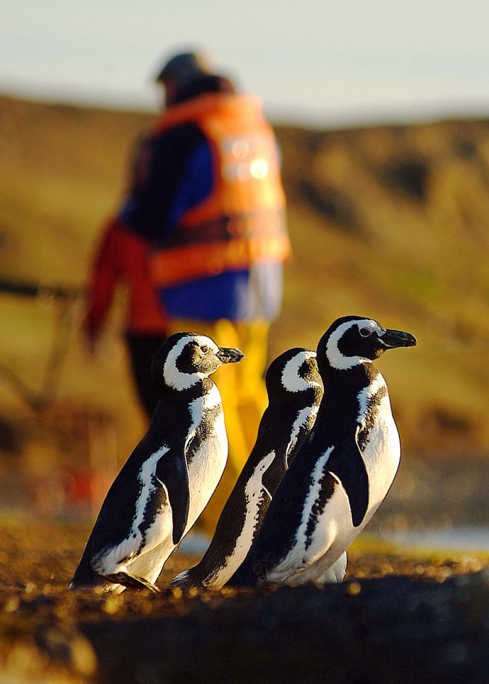 La célèbre île de Los Pingüinos, où vivent des colonies de manchots de Magellan, nous accueille.