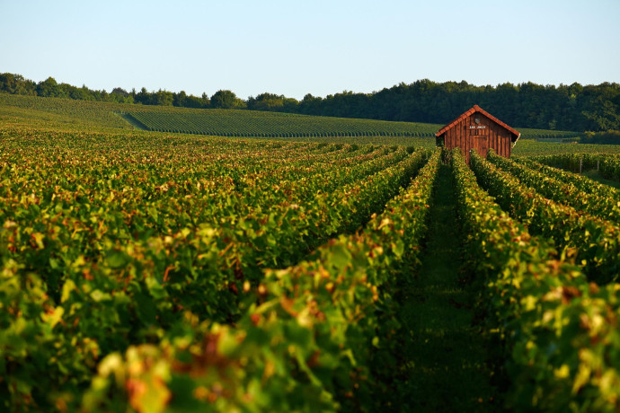 La Champagne offre des moyens sans égal pour trouver des pistes d’adaptation contre le réchauffement climatique faisant mûrir les raisins, 2025 - TGL