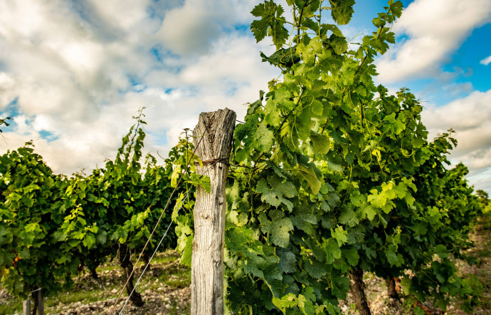 Le fruit du vignoble Block 42 contribue à certains des vins les plus célèbres de Penfolds, notamment Grange et Bin 707.