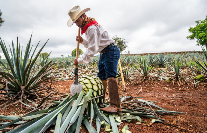 Les agaves sont récoltés selon une technique dont seul Patrón à le secret, au plus prêt du cœur de la plante, dans les champs des producteurs partenaires, autour de l’hacienda.
