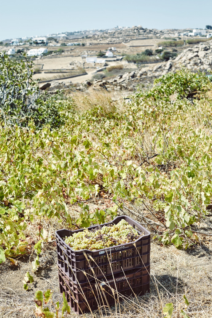 La récolte des vignes sauvages de pariano, serfi otiko, roditis et kouforogo s’apparente davantage à une chasse aux œufs de Pâques qu’à une vendange traditionnelle. Le résultat: Xeronomia, un vin blanc délicat, porté par une large palette aromatique.
