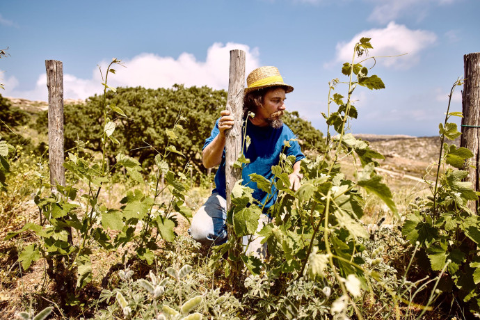 Au domaine de Kalathas, les vignes sont franches de pied, non irriguées et vendangées à la main.