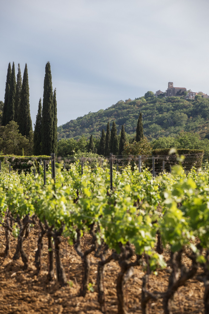 Les vignes du domaine Minuty.