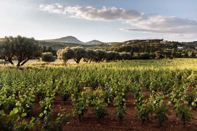 Les vignes du Domaine de Terrebrune.