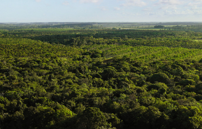 Légende : Grâce à un partenariat avec The Conservation Fund, Apple s’est engagé à protéger plus de 5 600 hectares de forêts de séquoias côtiers en Californie.