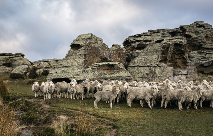 Dans l&rsquo;exploitation néozélandaise.