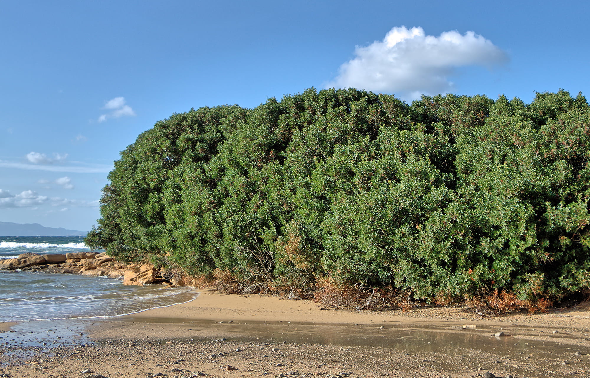 Gomme mastic île de Chios - Propriétés, Bienfaits et Utilisations